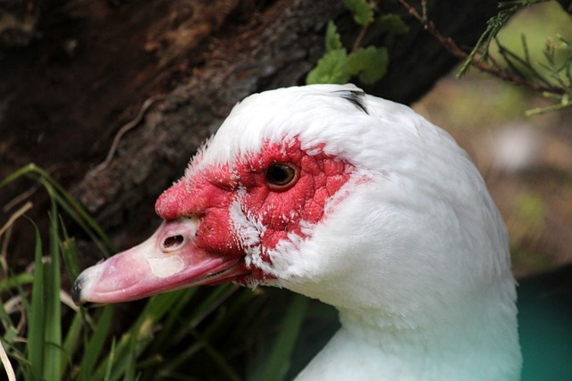 星都曾有类 星都曾有类